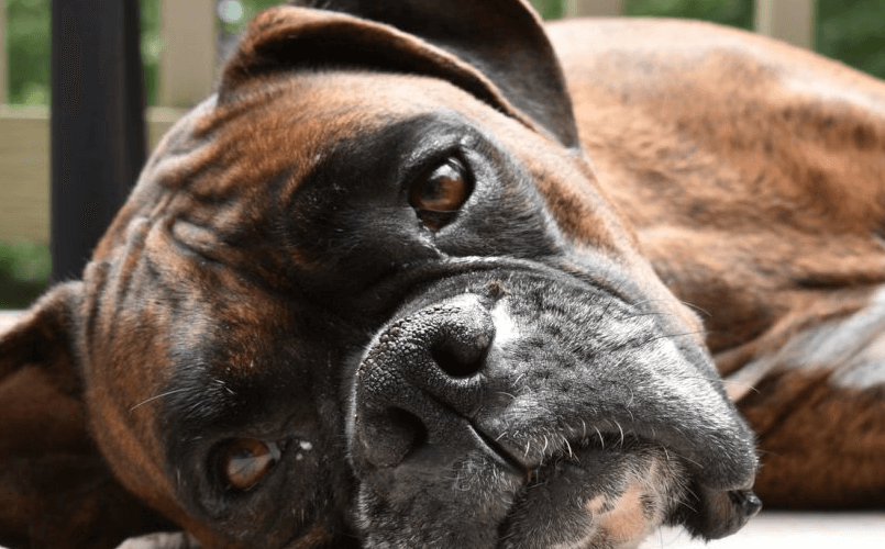 Boxer Weight Chart KG By Age & Puppy Growth Calculator
