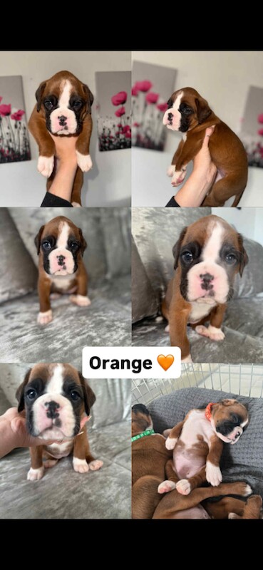 Boxer puppies for sale in Aberdeen, City of Aberdeen – 7 weeks old