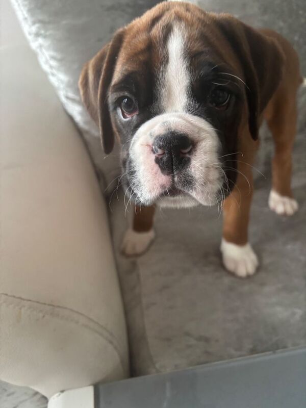 Boxer puppies for sale in Aberdeen, City of Aberdeen – 7 weeks old - Image 2 of 5