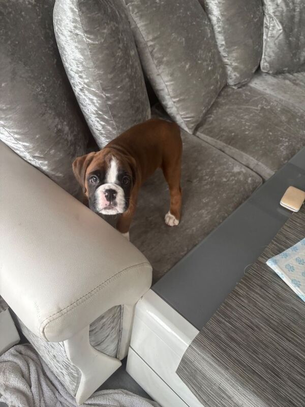 Boxer puppies for sale in Aberdeen, City of Aberdeen – 7 weeks old - Image 4 of 5