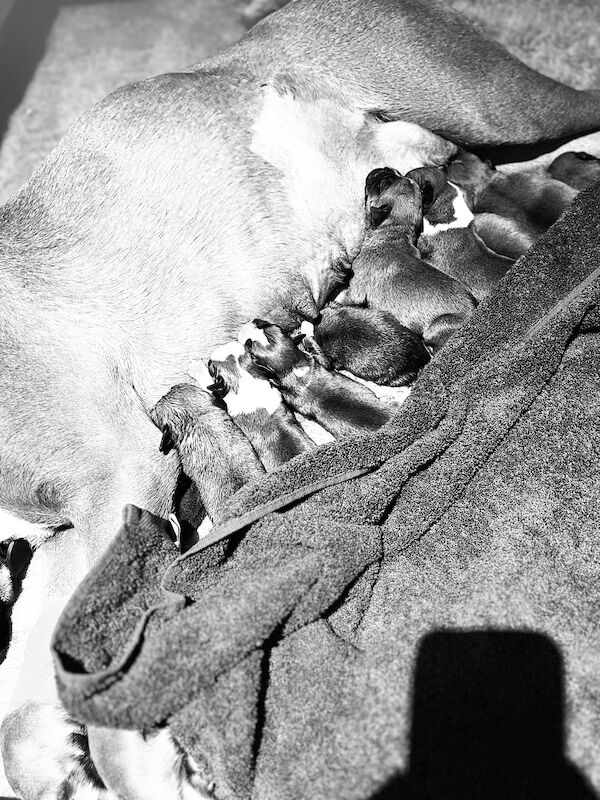 Beautiful Home Reared Boxer Puppies For Sale in Queensferry, City of