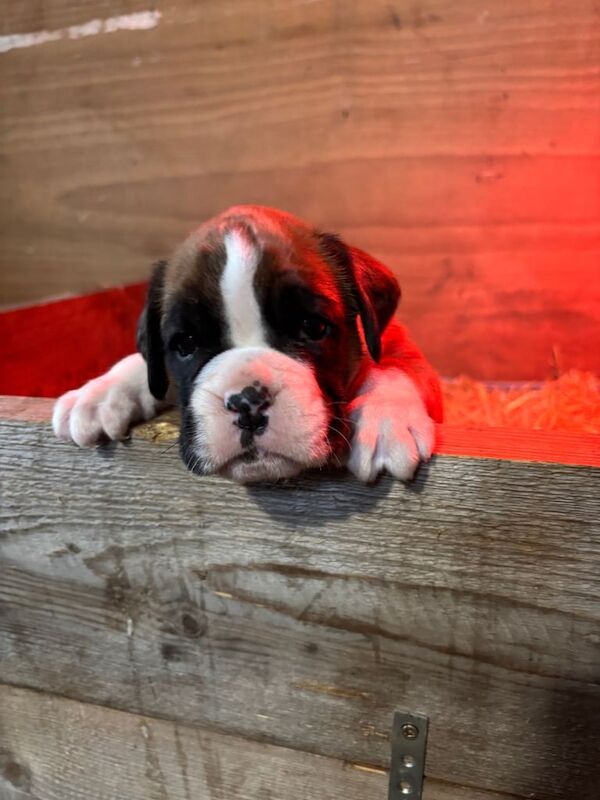 Boxer puppies for sale in Warrenpoint, County Down – KC registered, 5 weeks old