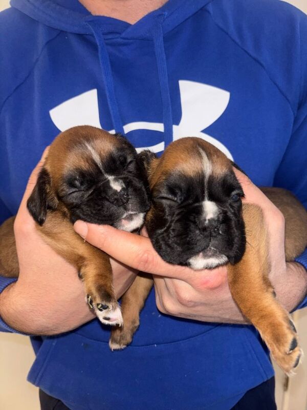 Boxer Puppies For Sale