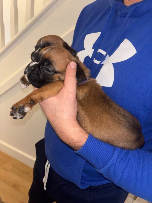 Boxer puppies for sale in Coalpit Heath, Gloucestershire – KC registered, 7 weeks old - Image 2 of 6