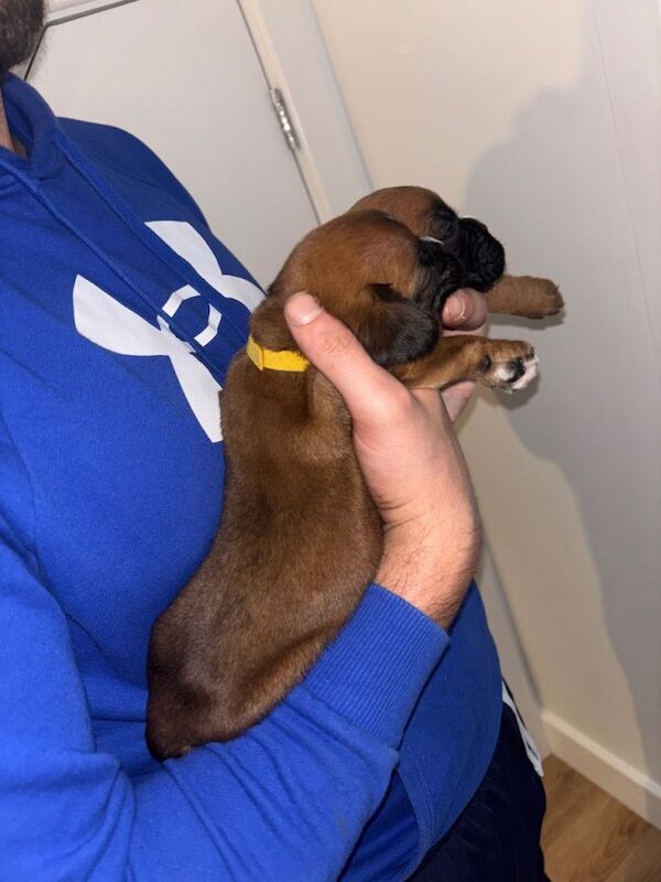 Boxer puppies for sale in Coalpit Heath, Gloucestershire – KC registered, 7 weeks old - Image 3 of 6