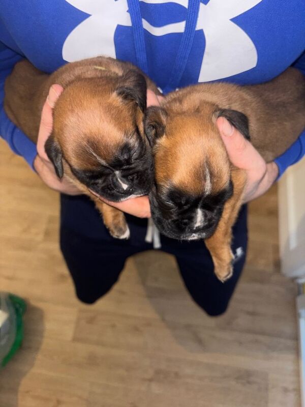 Boxer puppies for sale in Coalpit Heath, Gloucestershire – KC registered, 7 weeks old - Image 4 of 6
