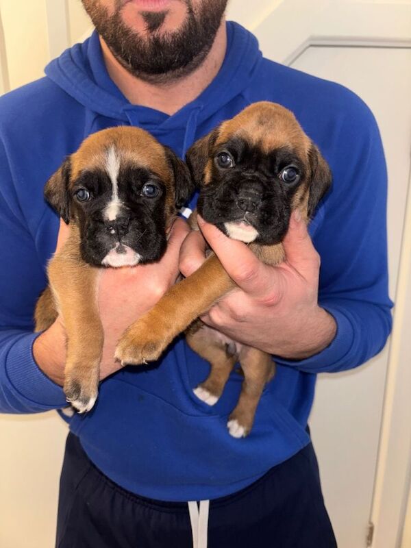 Boxer puppies for sale in Coalpit Heath, Gloucestershire – KC registered, 7 weeks old - Image 5 of 6