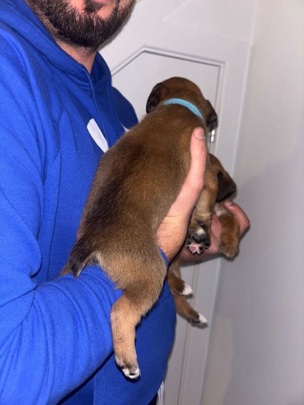 Boxer puppies for sale in Coalpit Heath, Gloucestershire – KC registered, 7 weeks old - Image 6 of 6