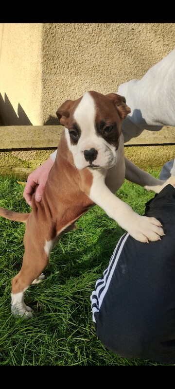 Boxer Puppies For Sale