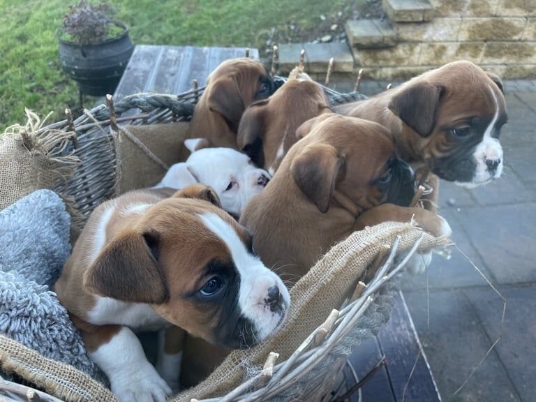 Boxer puppies for sale in Newry, County Armagh – 1 year old - Image 2 of 3