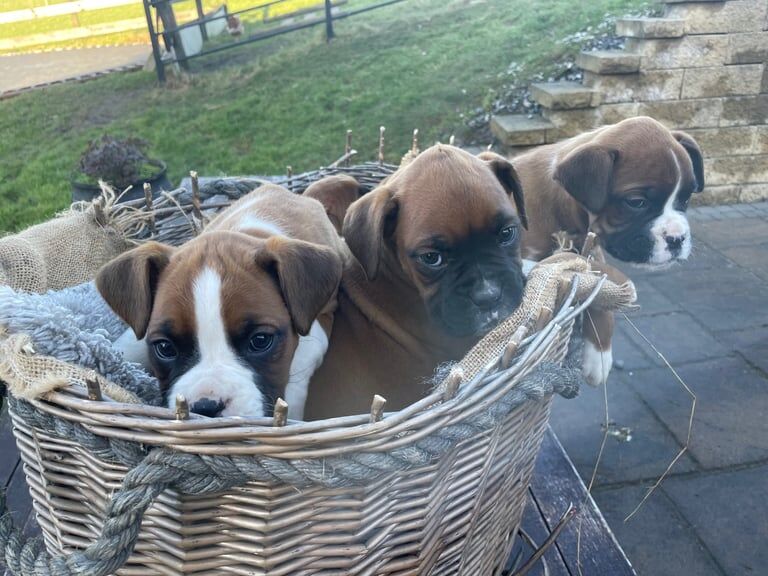 Boxer puppies for sale in Newry, County Armagh – 1 year old - Image 3 of 3