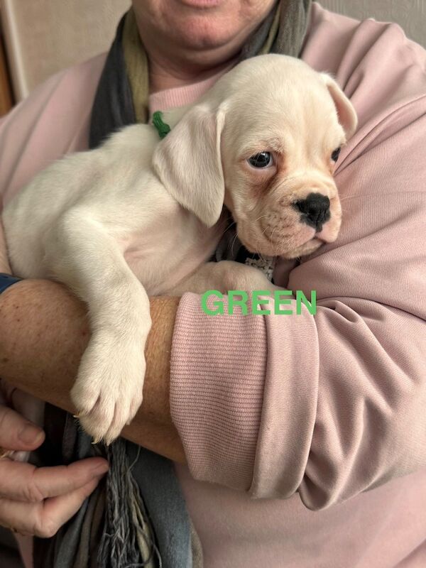 adorable white bobtails - Image 2 of 13