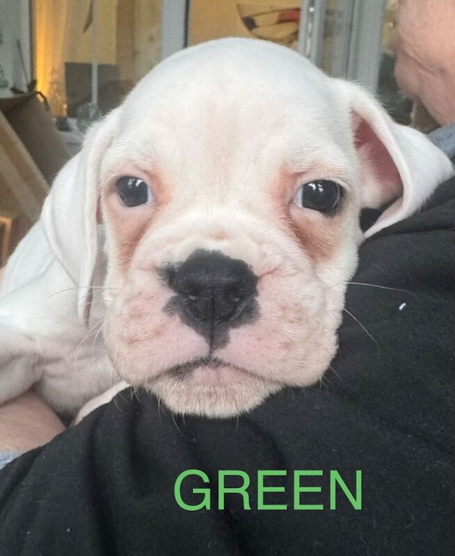 adorable white bobtails - Image 3 of 13