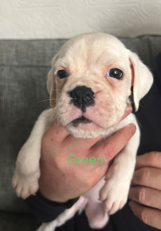 adorable white bobtails - Image 4 of 13