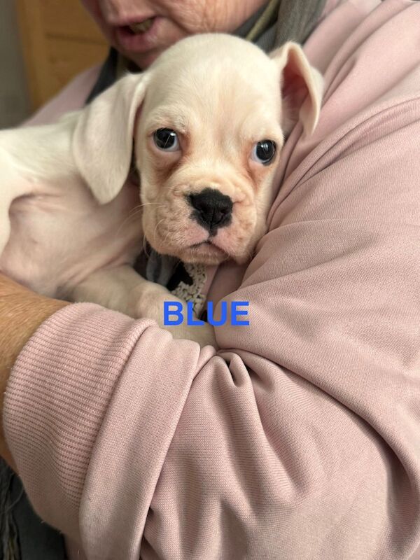 adorable white bobtails - Image 5 of 13