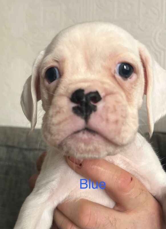 adorable white bobtails - Image 6 of 13