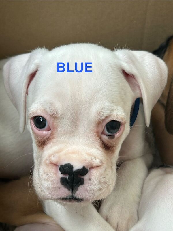 adorable white bobtails - Image 7 of 13