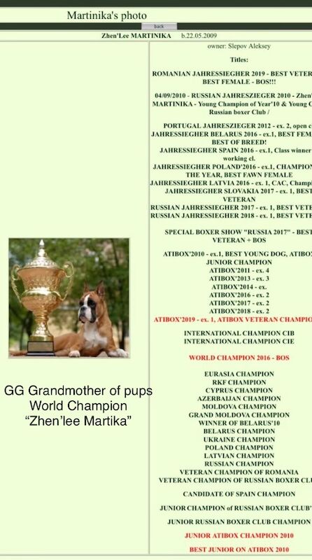 adorable white bobtails - Image 9 of 13