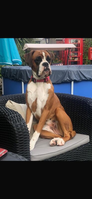 adorable white bobtails - Image 11 of 13