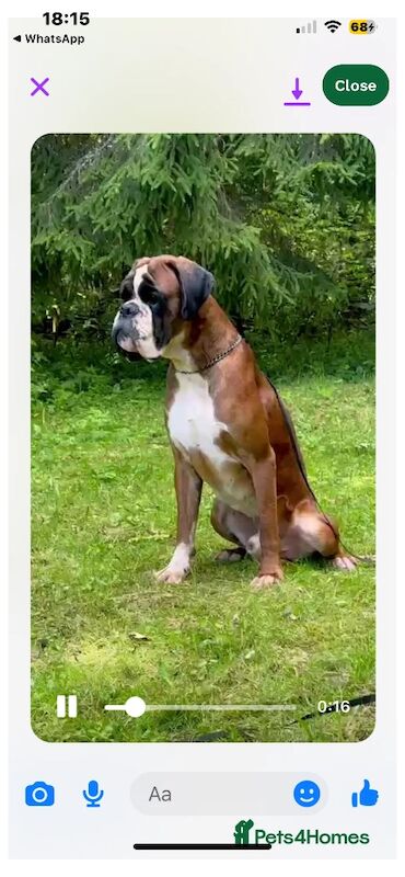 adorable white bobtails - Image 12 of 13