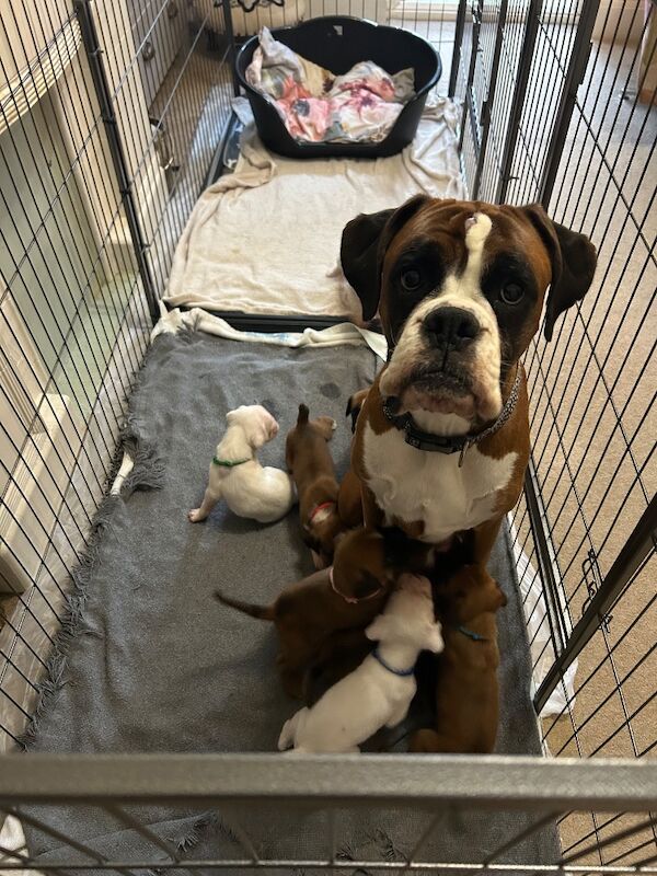 adorable white bobtails - Image 13 of 13