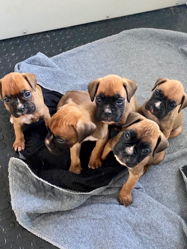 Beautiful 27 champion KC Reg Pups Due On 25th June for sale in Chesterfield, Derbyshire | Image 1
