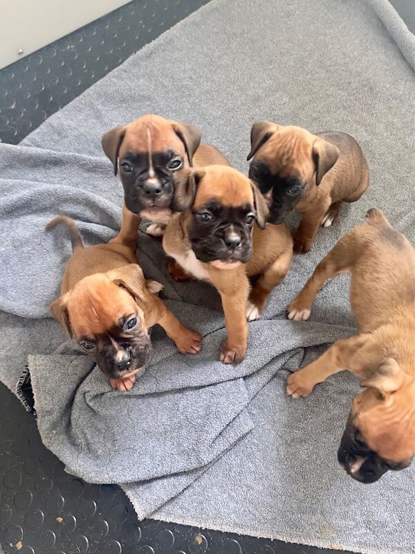 Beautiful 27 champion KC Reg Pups Due On 25th June for sale in Chesterfield, Derbyshire | Image 3
