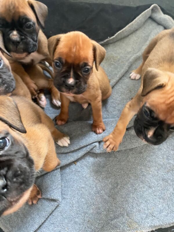 Beautiful 27 champion KC Reg Pups Due On 25th June for sale in Chesterfield, Derbyshire | Image 4
