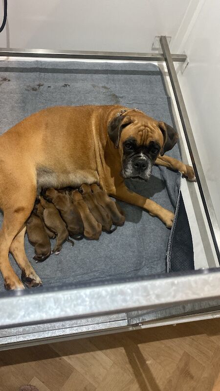 Boxer puppies for sale in Chesterfield, Derbyshire – KC registered, 1 week old - Image 4 of 10
