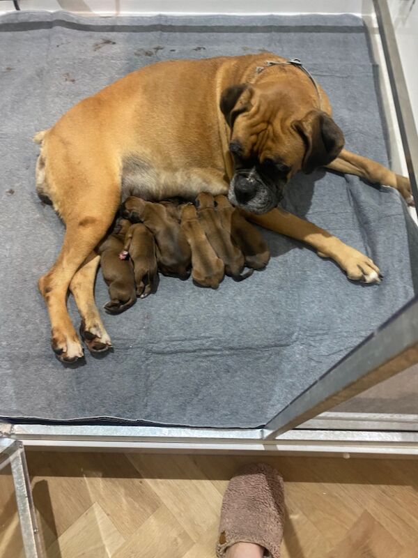 Boxer puppies for sale in Chesterfield, Derbyshire – KC registered, 1 week old - Image 5 of 10
