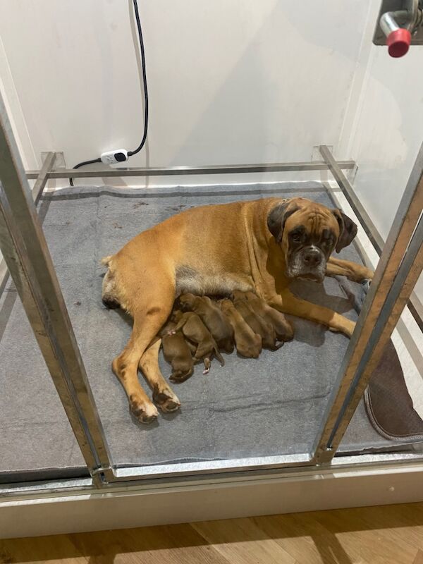 Boxer puppies for sale in Chesterfield, Derbyshire – KC registered, 1 week old - Image 7 of 10