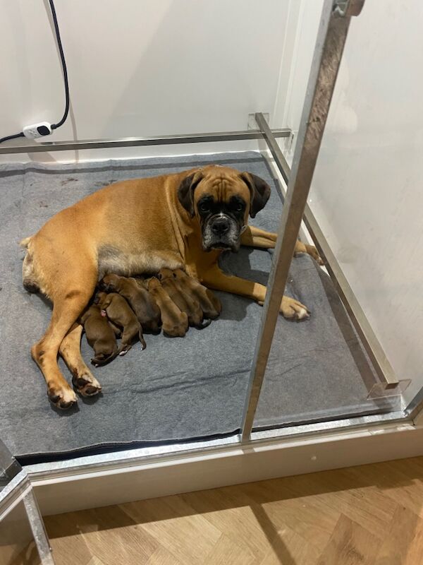 Boxer puppies for sale in Chesterfield, Derbyshire – KC registered, 1 week old - Image 8 of 10