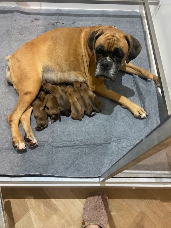 Boxer puppies for sale in Chesterfield, Derbyshire – KC registered, 1 week old - Image 10 of 10