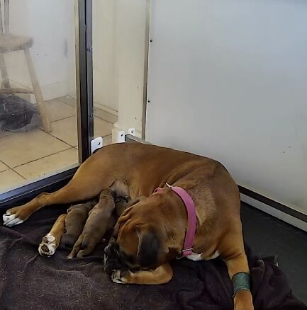 Boxer puppies for sale in Chesterfield, Derbyshire – KC registered, 2 days old