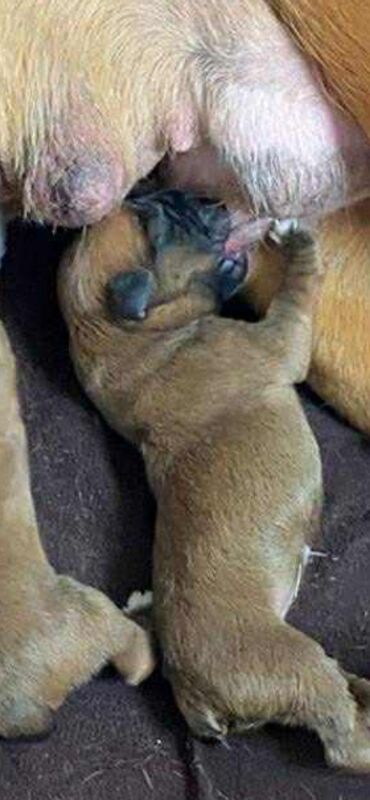 Boxer puppies for sale in Chesterfield, Derbyshire – KC registered, 6 days old - Image 2 of 15