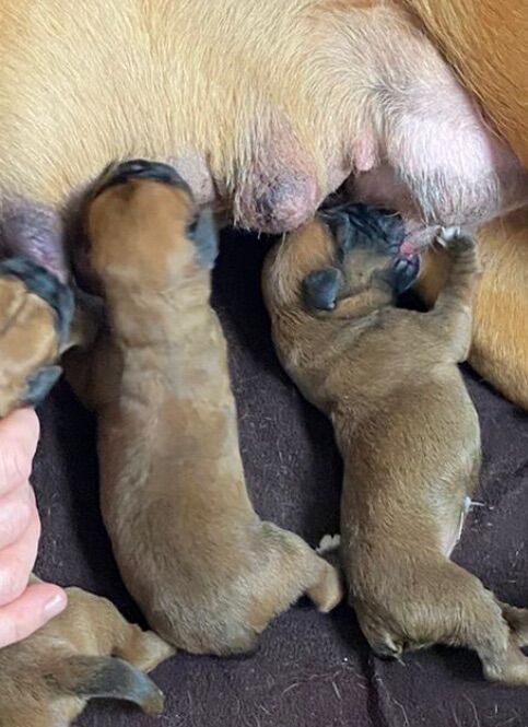 Boxer puppies for sale in Chesterfield, Derbyshire – KC registered, 6 days old - Image 3 of 15