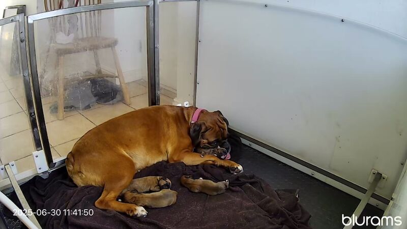 Boxer puppies for sale in Chesterfield, Derbyshire – KC registered, 6 days old - Image 4 of 15