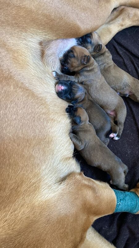 Boxer puppies for sale in Chesterfield, Derbyshire – KC registered, 6 days old - Image 5 of 15