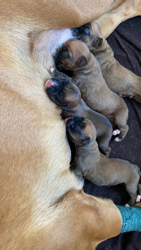 Boxer puppies for sale in Chesterfield, Derbyshire – KC registered, 6 days old - Image 6 of 15