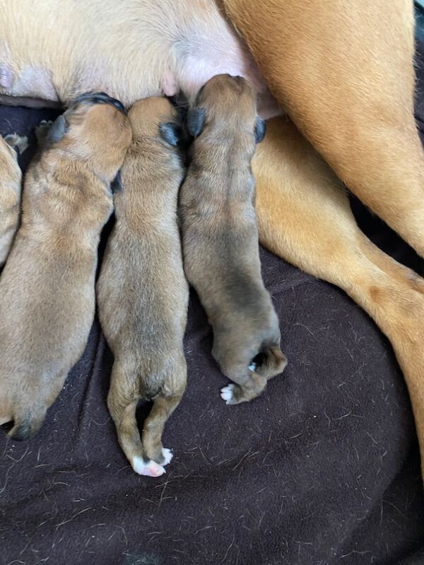 Boxer puppies for sale in Chesterfield, Derbyshire – KC registered, 6 days old - Image 7 of 15