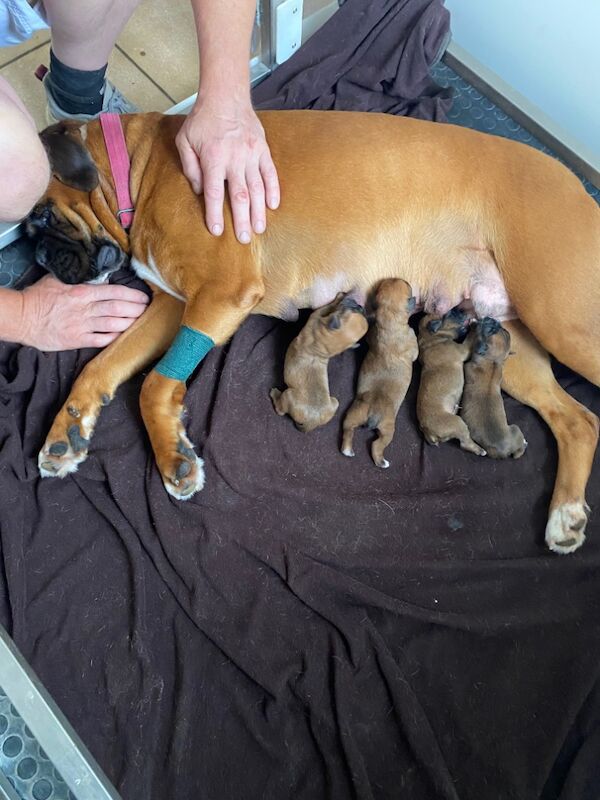 Boxer puppies for sale in Chesterfield, Derbyshire – KC registered, 6 days old - Image 8 of 15