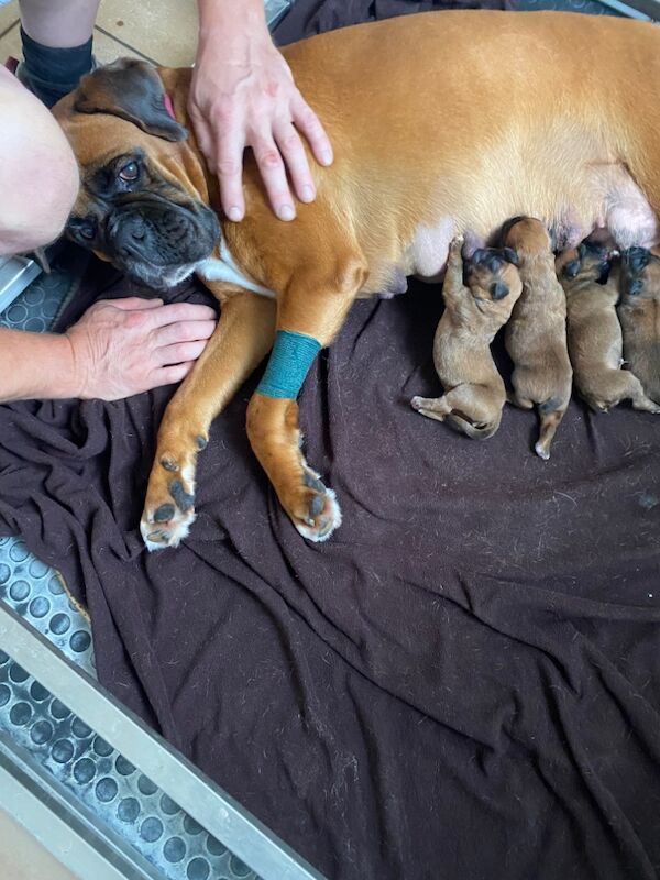 Boxer puppies for sale in Chesterfield, Derbyshire – KC registered, 6 days old - Image 9 of 15