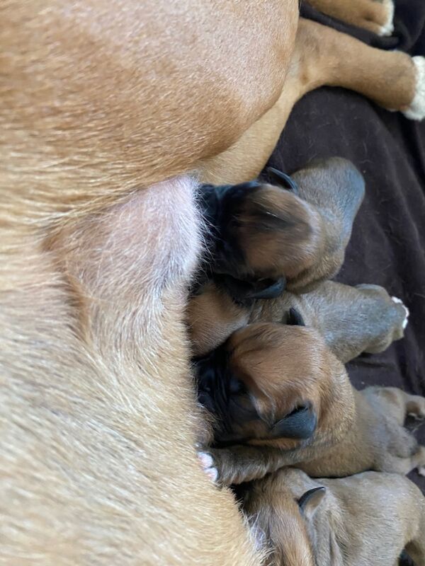 Boxer puppies for sale in Chesterfield, Derbyshire – KC registered, 6 days old - Image 10 of 15