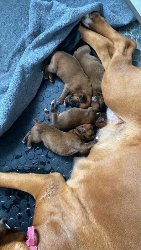 Boxer puppies for sale in Chesterfield, Derbyshire – KC registered, 6 days old - Image 11 of 15