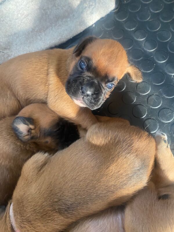 Boxer puppies for sale in Chesterfield, Derbyshire – KC registered, 4 weeks old - Image 2 of 14