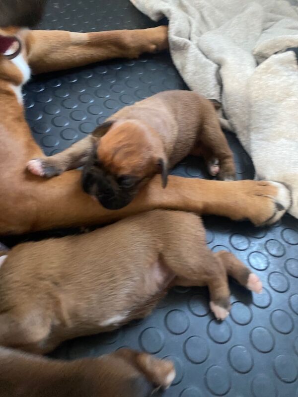 Boxer puppies for sale in Chesterfield, Derbyshire – KC registered, 4 weeks old - Image 3 of 14