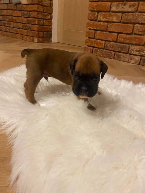 Boxer puppies for sale in Chesterfield, Derbyshire – KC registered, 4 weeks old - Image 4 of 14