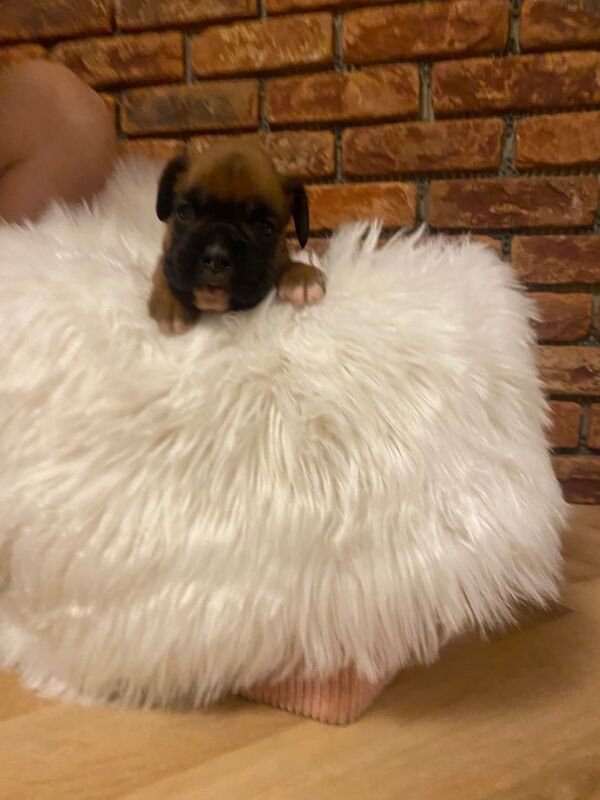 Boxer puppies for sale in Chesterfield, Derbyshire – KC registered, 4 weeks old - Image 5 of 14