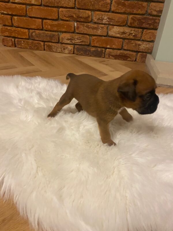 Boxer puppies for sale in Chesterfield, Derbyshire – KC registered, 4 weeks old - Image 6 of 14