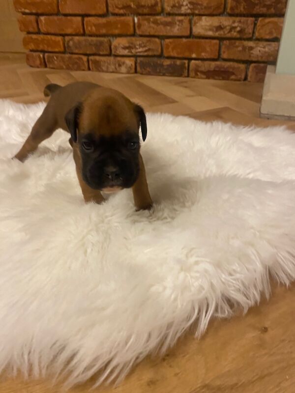 Boxer puppies for sale in Chesterfield, Derbyshire – KC registered, 4 weeks old - Image 7 of 14
